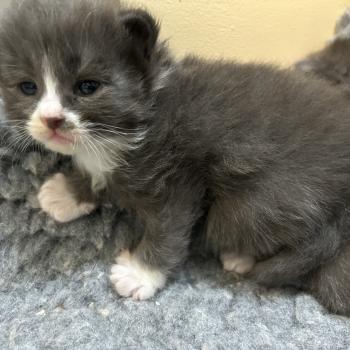 chaton Sibérien blue bicolor Blur Chatterie du ZenÉmoi
