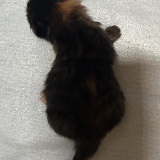 chaton Sibérien black tortie Bonnie Chatterie du ZenÉmoi