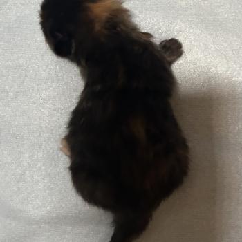 chaton Sibérien black tortie Bonnie Chatterie du ZenÉmoi