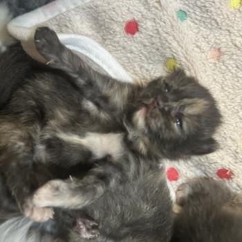 chaton Sibérien black tortie Bonnie Chatterie du ZenÉmoi