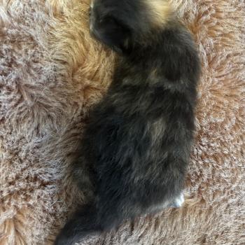 chaton Sibérien black tortie Bonnie Chatterie du ZenÉmoi