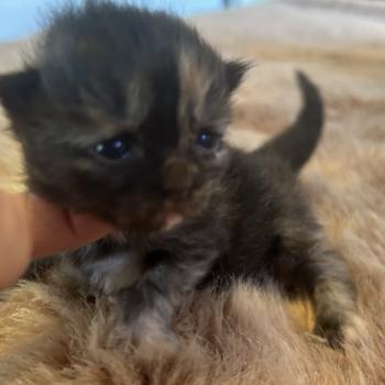 chaton Sibérien black tortie Bonnie Chatterie du ZenÉmoi