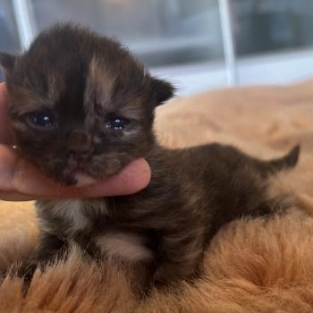 chaton Sibérien black tortie Bonnie Chatterie du ZenÉmoi