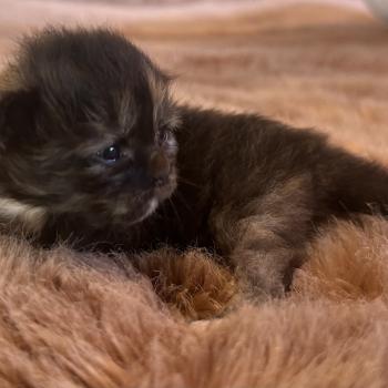chaton Sibérien black tortie Bonnie Chatterie du ZenÉmoi