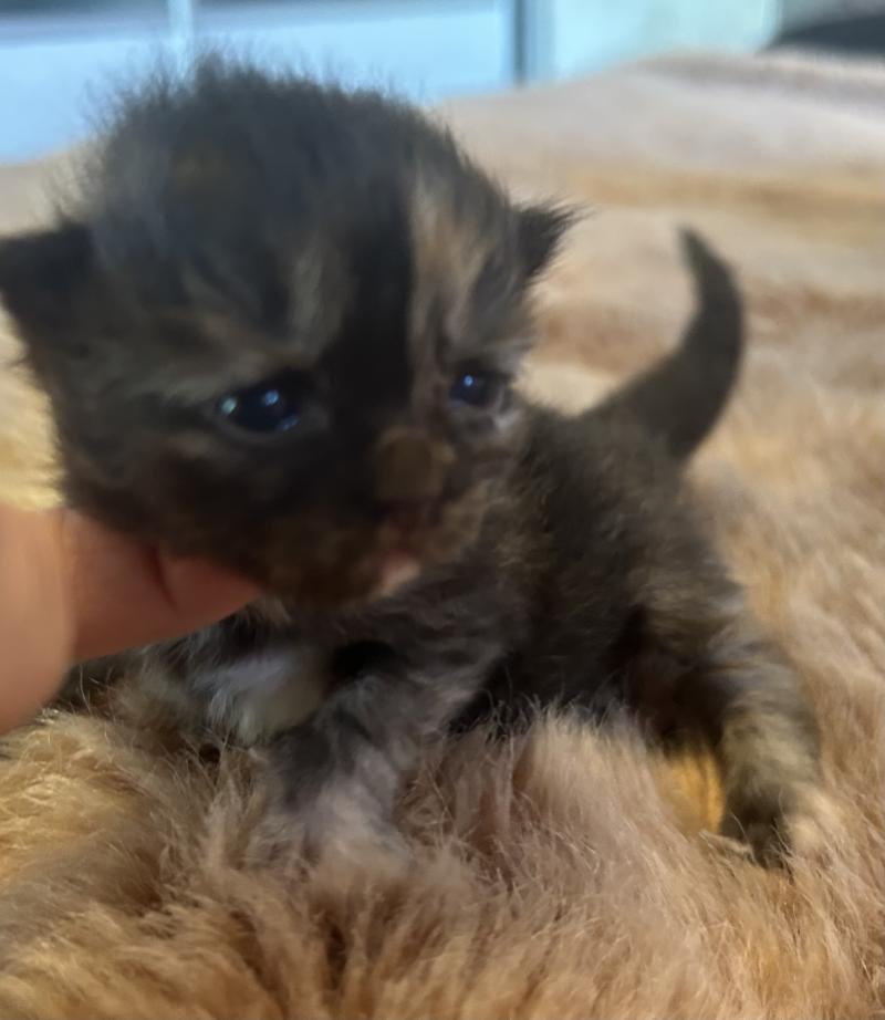 Bonnie ZenÉmoi Femelle Sibérien