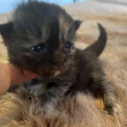 Bonnie ZenÉmoi Femelle Sibérien