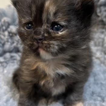 chaton Sibérien black tortie Bonnie Chatterie du ZenÉmoi