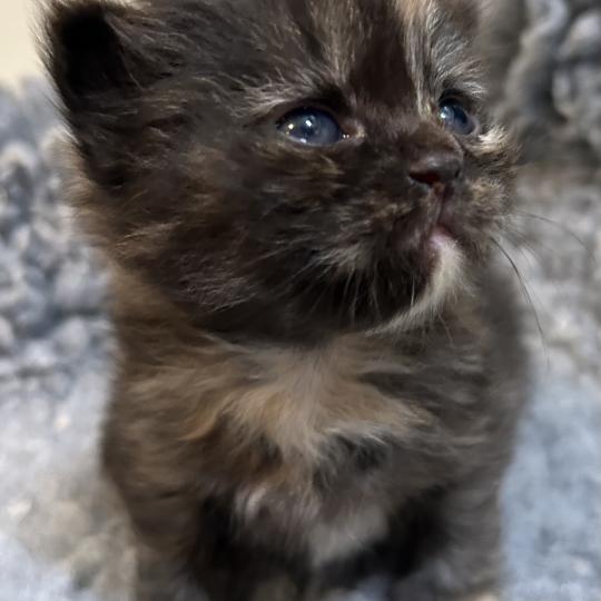 chaton Sibérien black tortie Bonnie Chatterie du ZenÉmoi