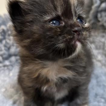 chaton Sibérien black tortie Bonnie Chatterie du ZenÉmoi