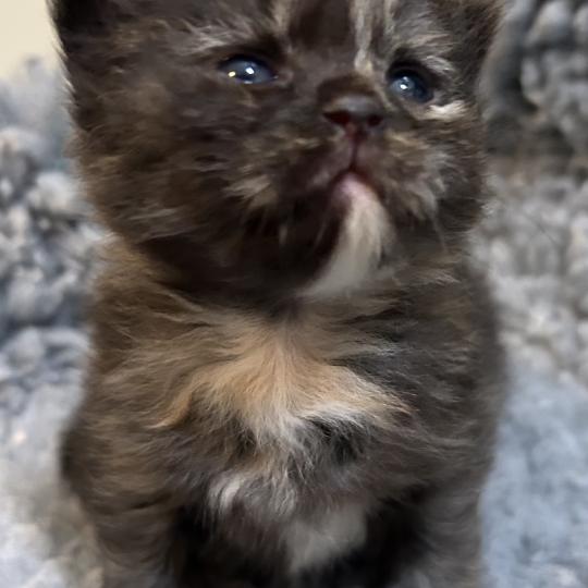 chaton Sibérien black tortie Bonnie Chatterie du ZenÉmoi