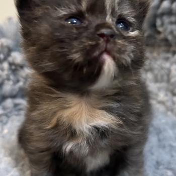 chaton Sibérien black tortie Bonnie Chatterie du ZenÉmoi