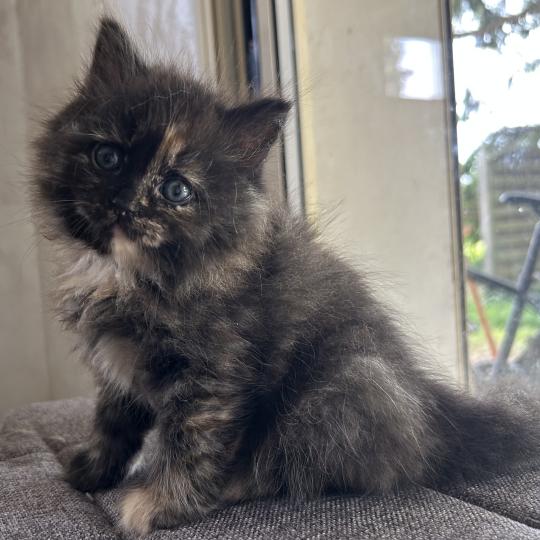 chaton Sibérien black tortie Bonnie Chatterie du ZenÉmoi