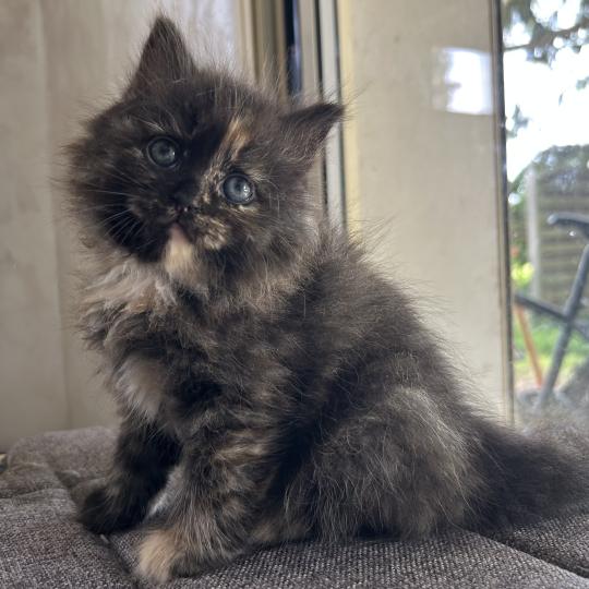 chaton Sibérien black tortie Bonnie Chatterie du ZenÉmoi