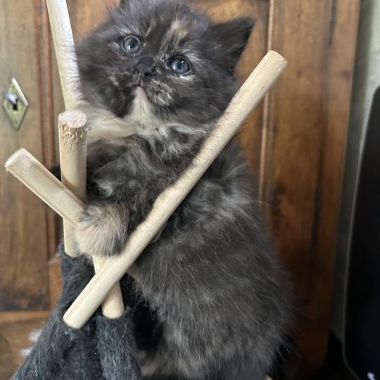 chaton Sibérien black tortie Bonnie Chatterie du ZenÉmoi