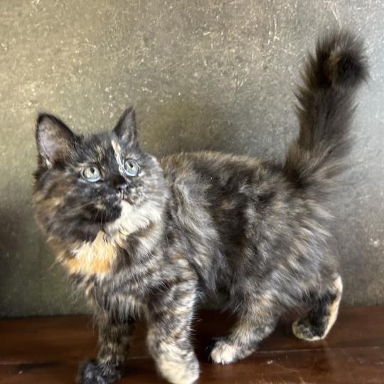 chaton Sibérien black tortie Bonnie Chatterie du ZenÉmoi