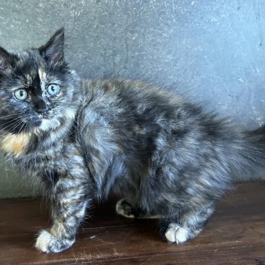 chaton Sibérien black tortie Bonnie Chatterie du ZenÉmoi