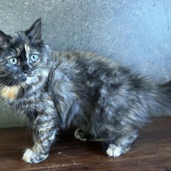 chaton Sibérien black tortie Bonnie Chatterie du ZenÉmoi