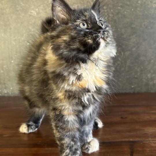 chaton Sibérien black tortie Bonnie Chatterie du ZenÉmoi