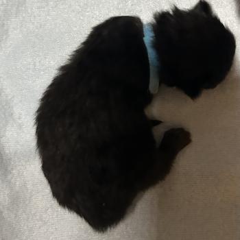 chaton Sibérien black Bowie Chatterie du ZenÉmoi