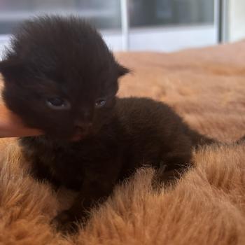 chaton Sibérien black Bowie Chatterie du ZenÉmoi