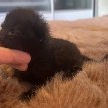 chaton Sibérien black Bowie Chatterie du ZenÉmoi