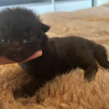 chaton Sibérien black Bowie Chatterie du ZenÉmoi