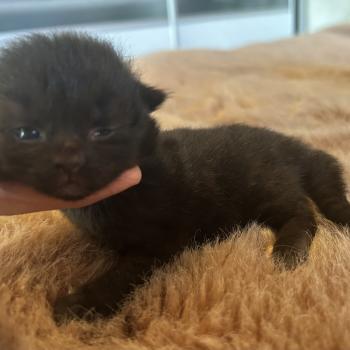 chaton Sibérien black Bowie Chatterie du ZenÉmoi