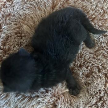 chaton Sibérien black Bowie Chatterie du ZenÉmoi