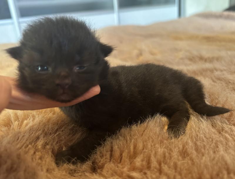 Bowie ZenÉmoi Mâle Sibérien