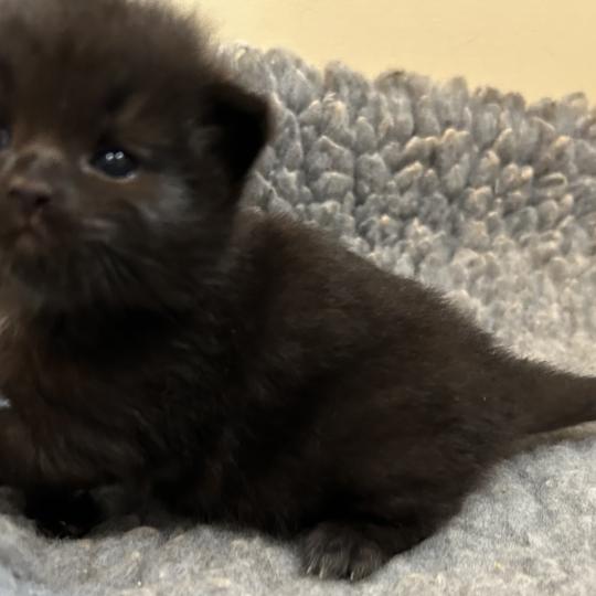 chaton Sibérien black Bowie Chatterie du ZenÉmoi