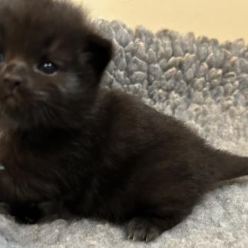 chaton Sibérien black Bowie Chatterie du ZenÉmoi