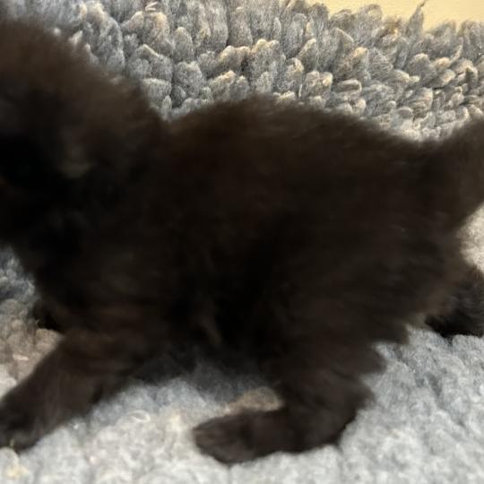chaton Sibérien black Bowie Chatterie du ZenÉmoi