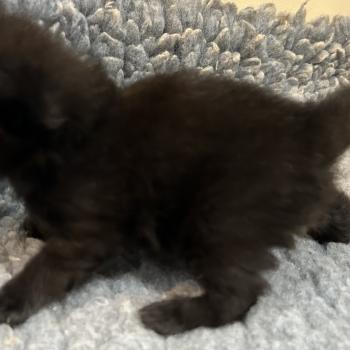 chaton Sibérien black Bowie Chatterie du ZenÉmoi