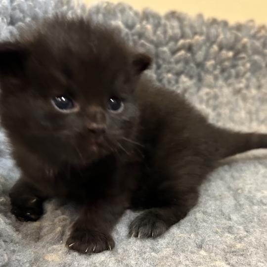 chaton Sibérien black Bowie Chatterie du ZenÉmoi