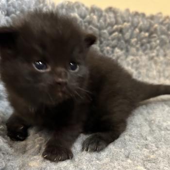 chaton Sibérien black Bowie Chatterie du ZenÉmoi