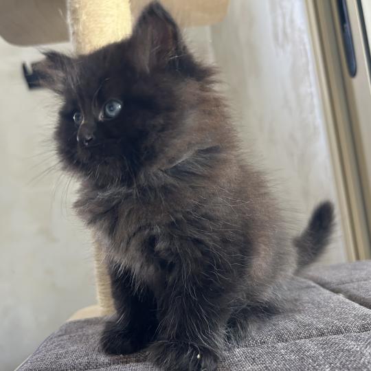 chaton Sibérien black Bowie Chatterie du ZenÉmoi