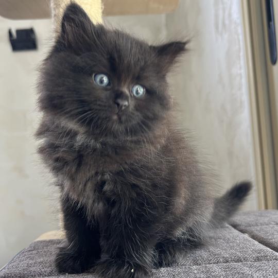 chaton Sibérien black Bowie Chatterie du ZenÉmoi