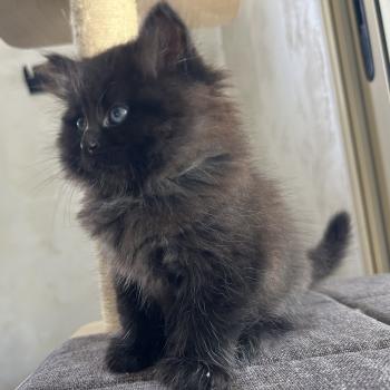 chaton Sibérien black Bowie Chatterie du ZenÉmoi