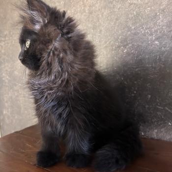chaton Sibérien black Bowie Chatterie du ZenÉmoi