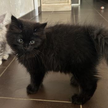chaton Sibérien black Bowie Chatterie du ZenÉmoi