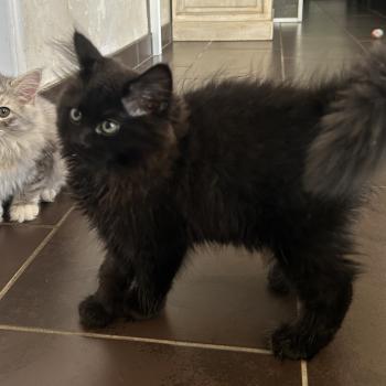 chaton Sibérien black Bowie Chatterie du ZenÉmoi