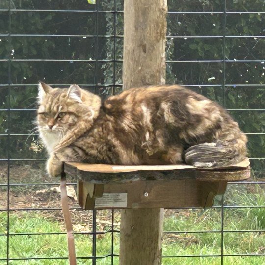 chat Sibérien brown blotched tabby Greta Chatterie du ZenÉmoi