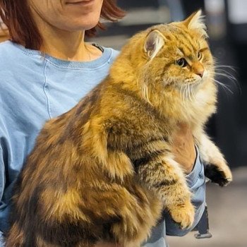 Greta Colour Foot Femelle Sibérien