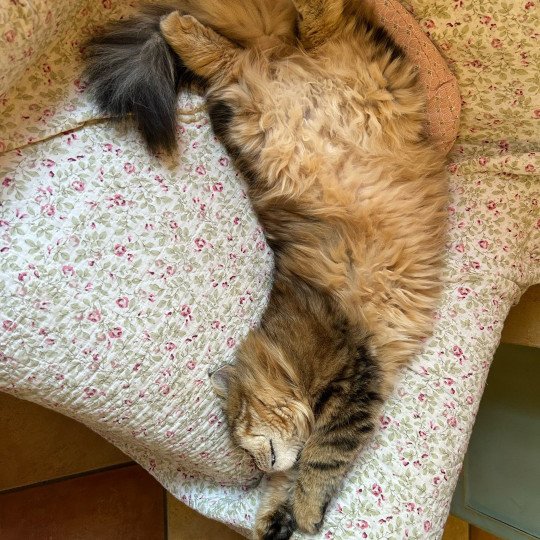 chat Sibérien brown blotched tabby Greta Chatterie du ZenÉmoi