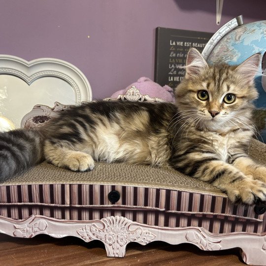 chat Sibérien brown blotched tabby Greta Chatterie du ZenÉmoi