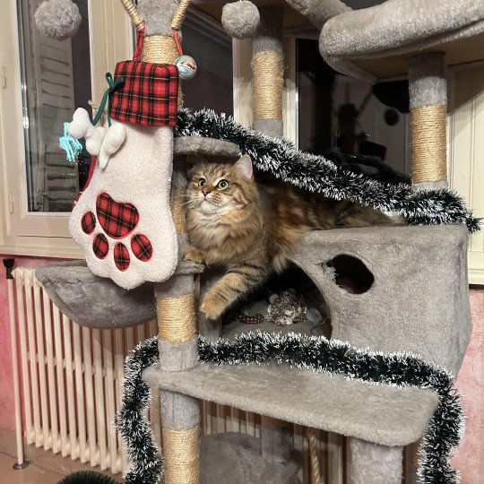 chat Sibérien brown blotched tabby Greta Chatterie du ZenÉmoi