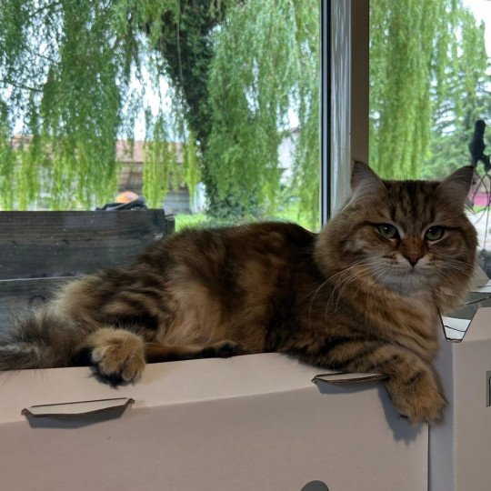 chat Sibérien brown blotched tabby Greta Chatterie du ZenÉmoi
