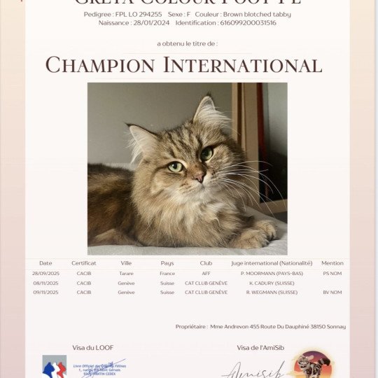 chat Sibérien brown blotched tabby Greta Chatterie du ZenÉmoi