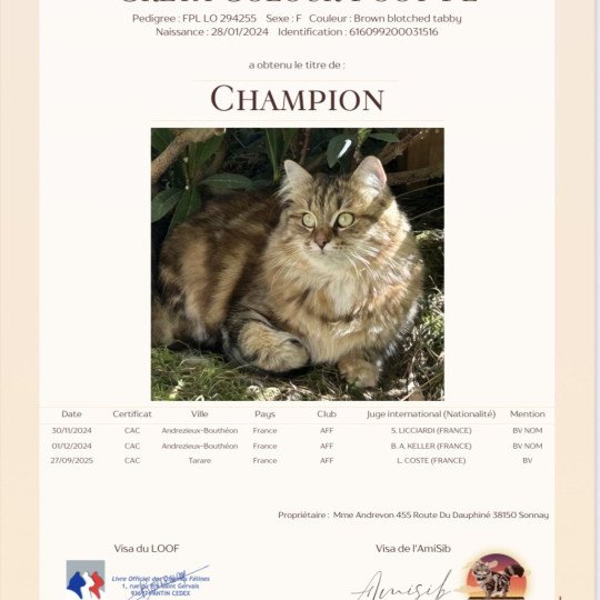 chat Sibérien brown blotched tabby Greta Chatterie du ZenÉmoi