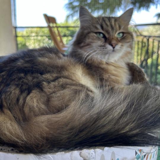 chat Sibérien brown blotched tabby Greta Chatterie du ZenÉmoi